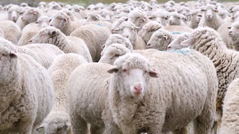 a large flock of sheep in a field