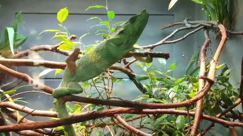 Green chameleon dancing in her cage