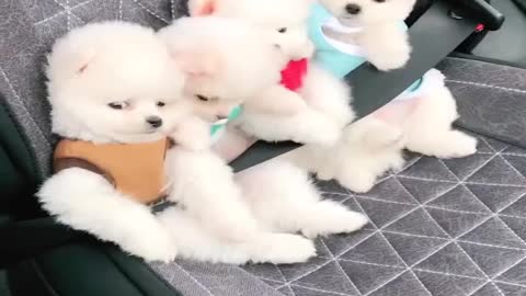 Funny and Cute Pomeranian Videos