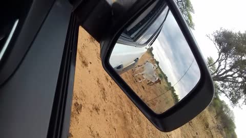 Crazy animals (cows) chase a truck down in a farm