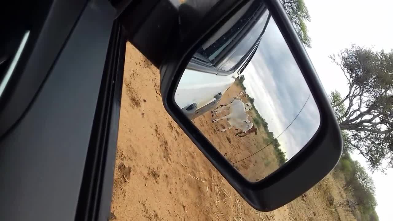 Crazy animals (cows) chase a truck down in a farm