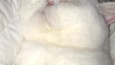 Funny and Cute Cats Videos #184