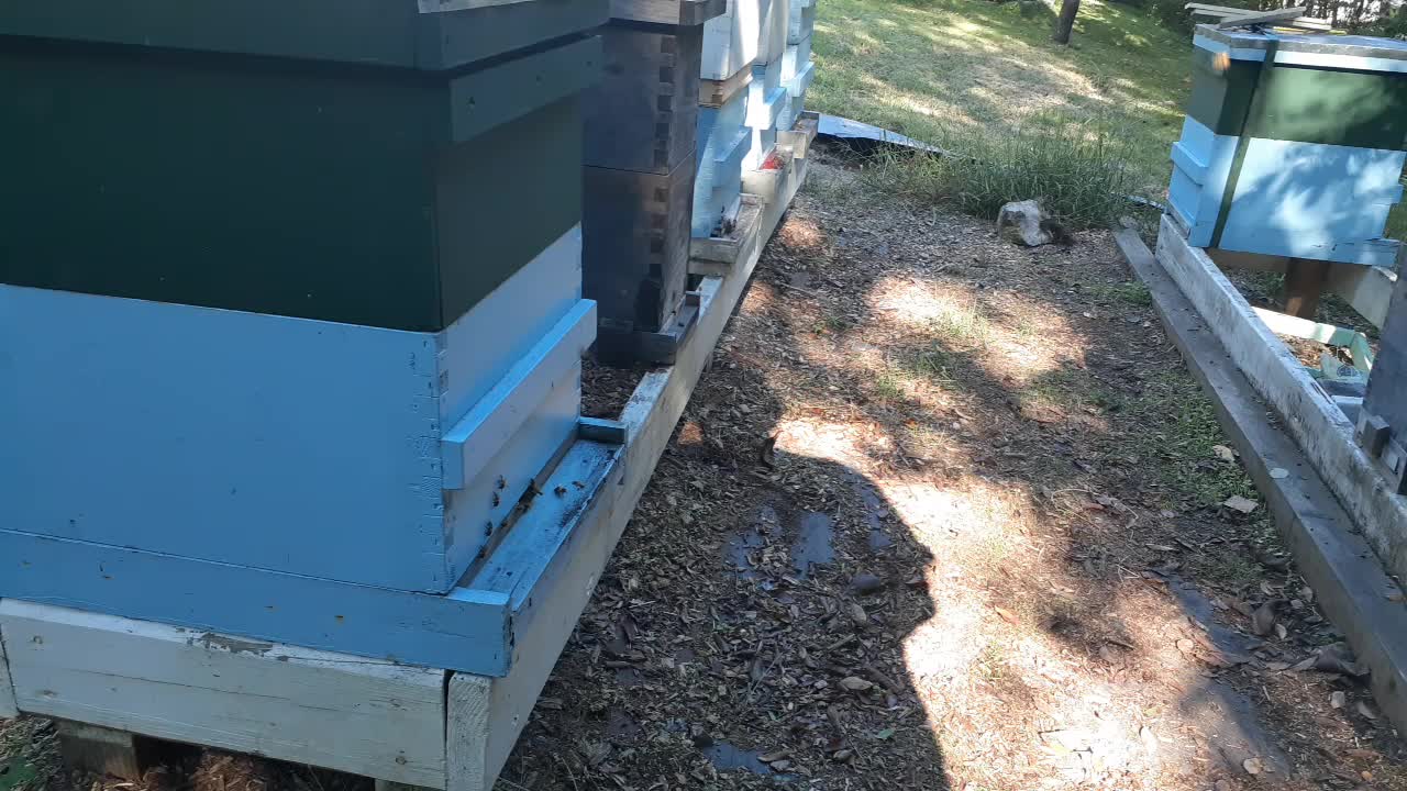 My Tennessee Bee yard