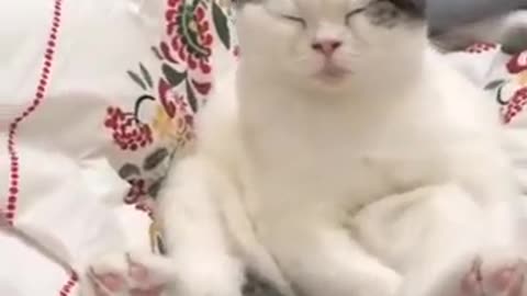 Adorable Cat That Looks Like Xi Jinping Lol Try Not To Laugh!!!