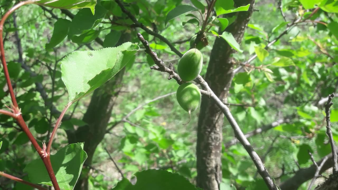 Green apricots