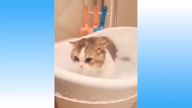 Top Funny Cat Dog Videos of The Weekly