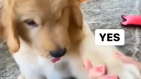 Funny cute dogs