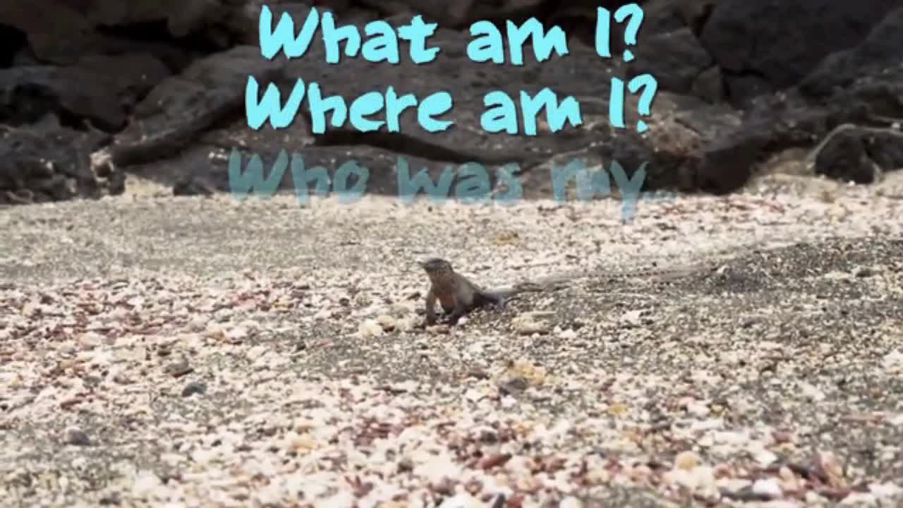 Funny animals subtitled