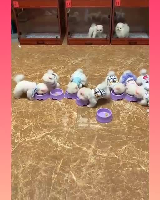 Funny and Cute Dog Video Compilation_20 _#short