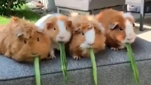 Cute animal - Guinea pigs