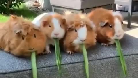 Cute animal - Guinea pigs