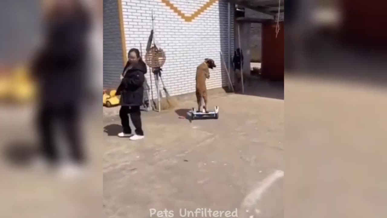 FUNNIEST DOG