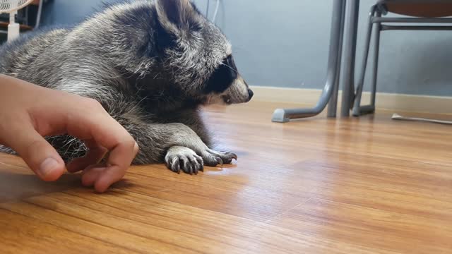 Raccoon refuses to kiss his brother.