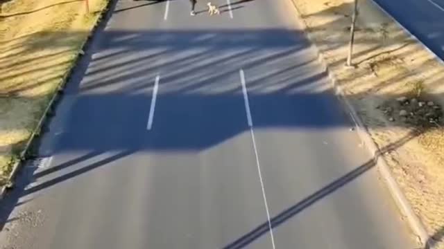 make way for the dog