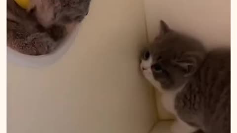 My cat is afraid of the new stranger one! LOL