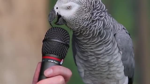 Parrot talk Funny