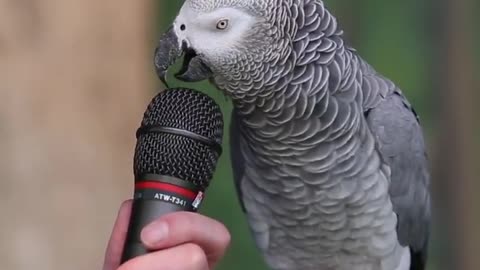 Parrot talk Funny