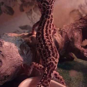 Via, the Leopard Gecko