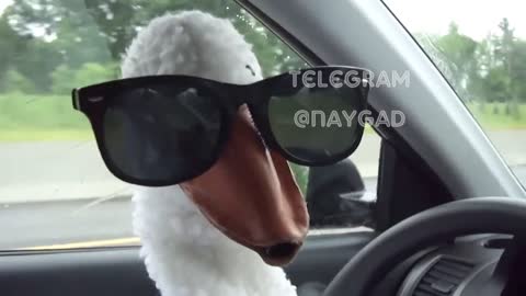 funny duck driver