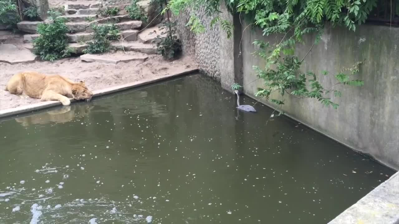 Lion hunts and eats heron at the Amsterdam Artis Zoo