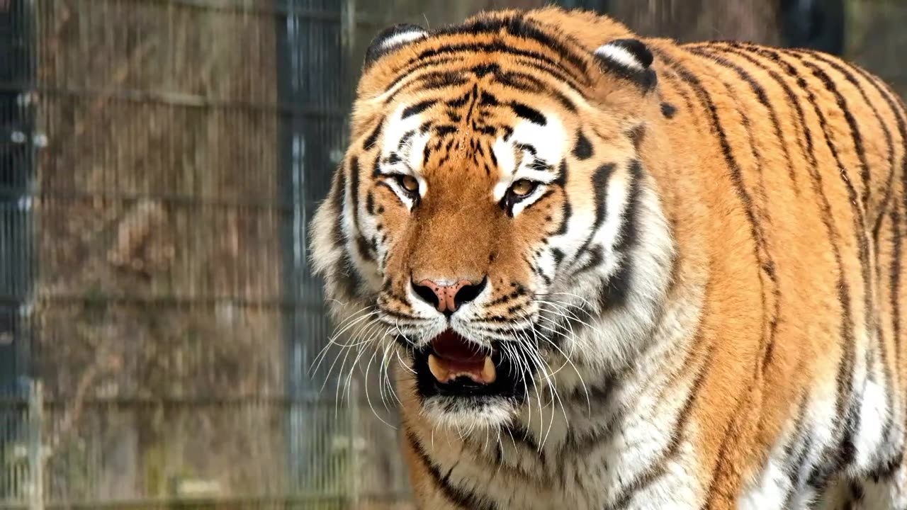 A Tiger Walking