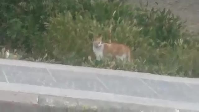 The most beautiful view of a cat wandering around the park