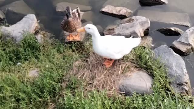 Duck Sound By Kingdom of Awais