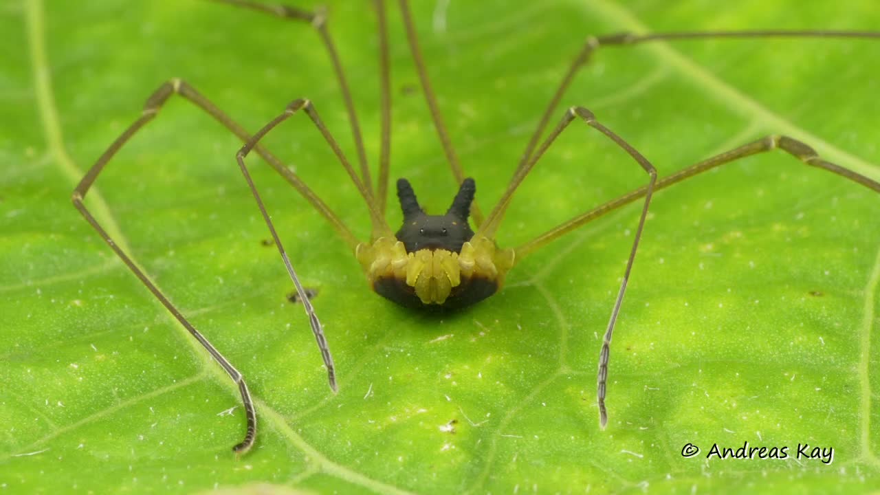 Bizarre Spider In Ecuador Closely Resembles A Bunny Rabbit