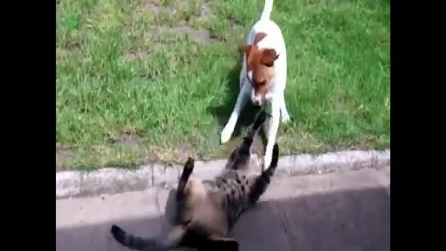 Ultimate Dogs vs Cats Compilation