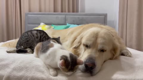 Poor Golden Retriever Attacked by Kittens