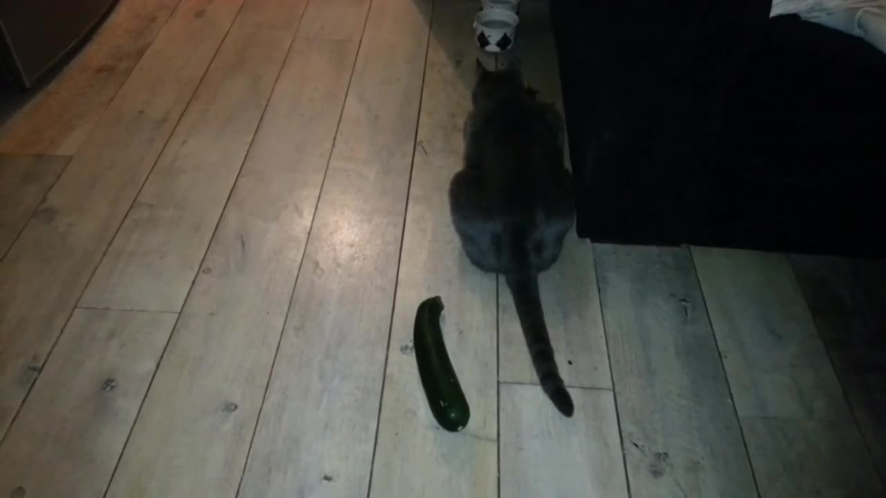 CATS VS CUCUMBER!!!!!