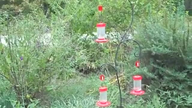 Feeding beautiful hummingbirds