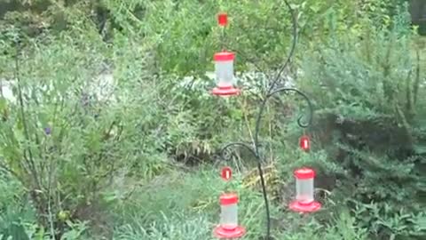 Feeding beautiful hummingbirds