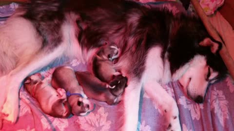 Four puppies were born