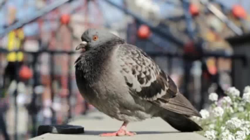 Different types of bird