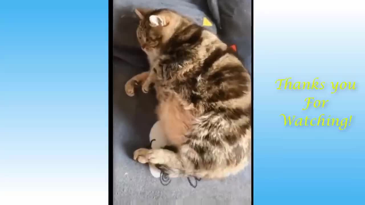 Cute & Funny Pet Compilation (#49)
