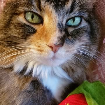 Catnip Catatonic Cat Alexa #2