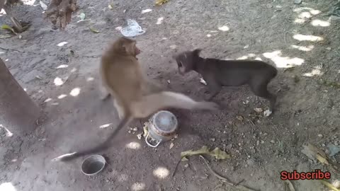 Monkey Vs Dog Real Fight 😂 part-2 funny video funny monkey vs dog video 😅comedy video#shorts