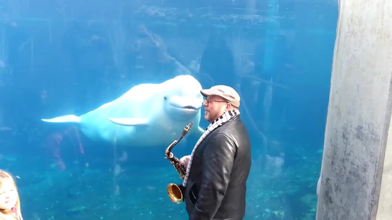funny dolphins videos