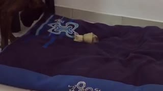 Brown dog tries to bury bone with his dog bed