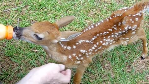 Rescued Little BABY Deer