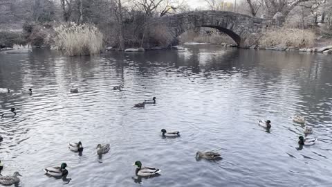 Central Park Duck Pond New York City 2