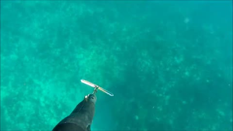 Spearfishing big BARRACUDA 20 kg. Подводная охота барракуда 20 кг.-11