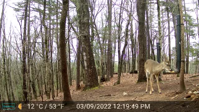The Woods - 03/10/2022