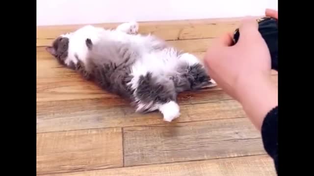 Funniest Dogs And Cats - Best Of The 2022 Funny Animal Videos