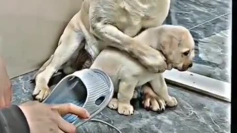 #dog emotional video 🥺 # mother love #dog love 🥺😘