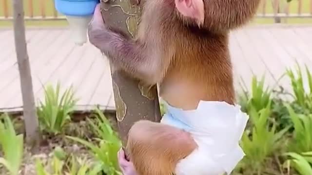 Cute baby monkey climbing tree