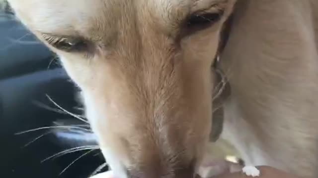 White dog in car on black seats eating whipped cream out of small clear sauce cup