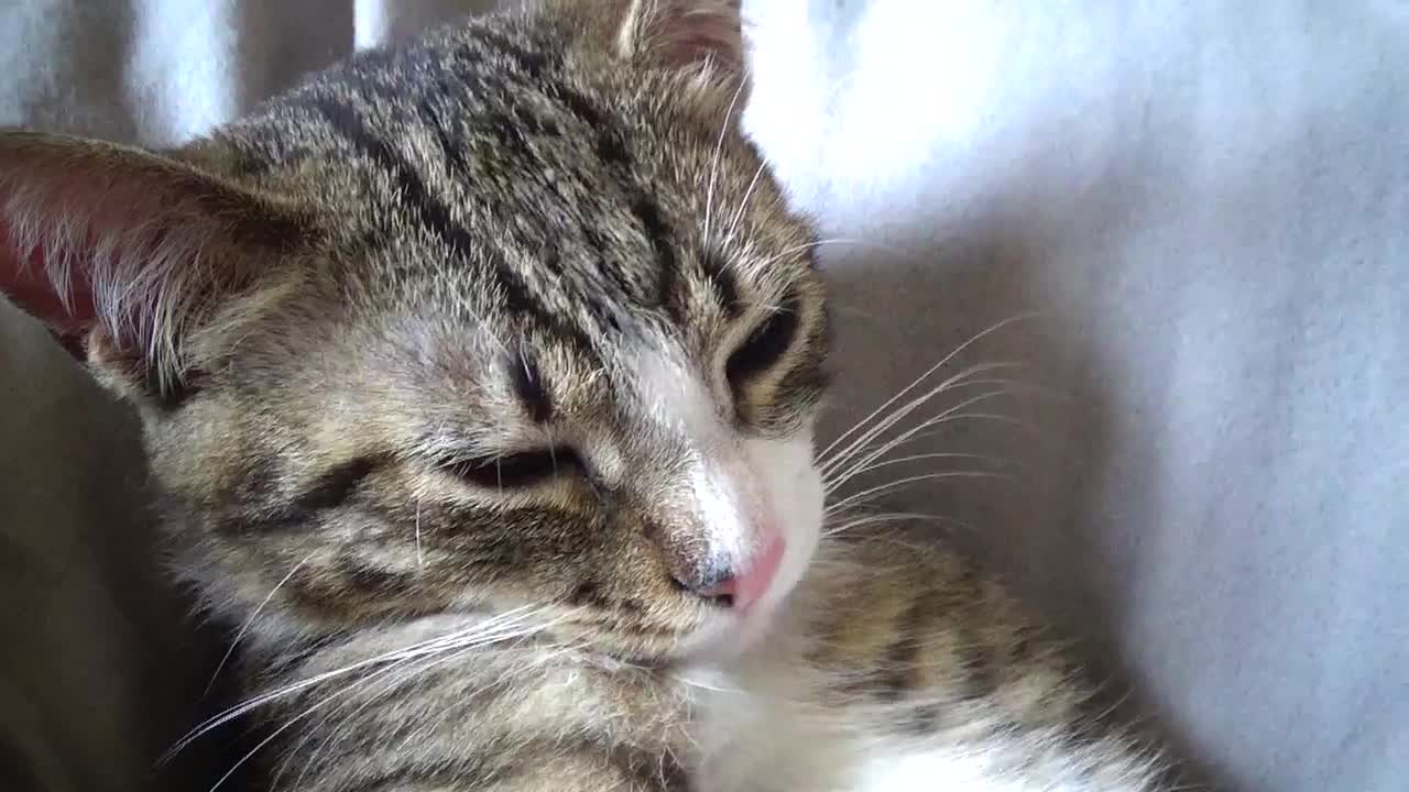 Kitten Washes His Shoulders