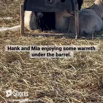 Hank and Mia quality time. #nigeriandwarf #subscribe